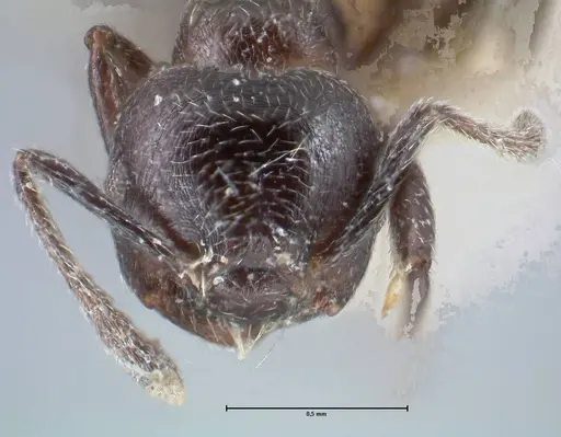 Crematogaster ruspolii specimen FOCOL1476 image focol1476_2