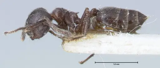 Crematogaster ruspolii specimen FOCOL1476 image focol1476_3