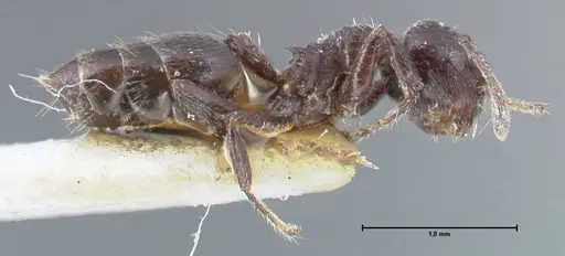 Crematogaster ruspolii specimen FOCOL1476 image focol1476_4
