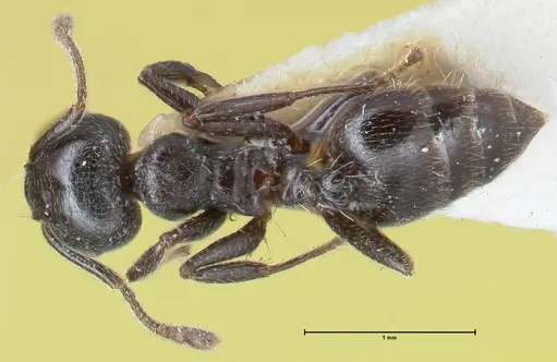 Crematogaster ruspolii specimen FOCOL1477 image focol1477_1