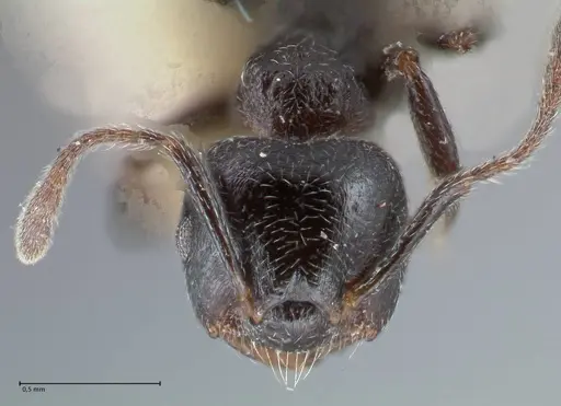 Crematogaster ruspolii specimen FOCOL1477 image focol1477_2