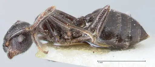 Crematogaster ruspolii specimen FOCOL1477 image focol1477_3