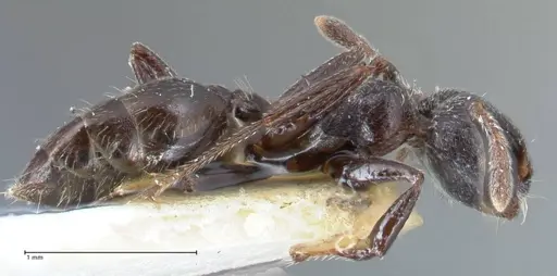 Crematogaster ruspolii specimen FOCOL1477 image focol1477_4