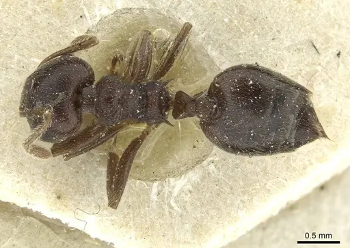 Crematogaster rustica specimen CASENT0912815 image casent0912815_1