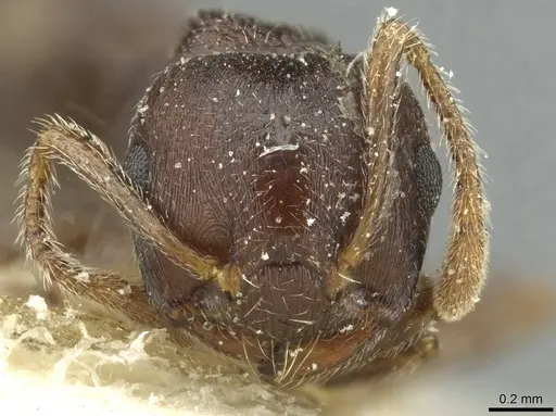 Crematogaster rustica specimen CASENT0912815 image casent0912815_2