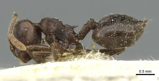 Crematogaster rustica specimen CASENT0912815 image casent0912815_3