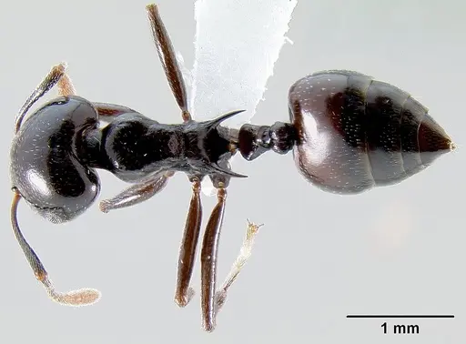 Crematogaster sabatra specimen CASENT0193162 image casent0193162_1