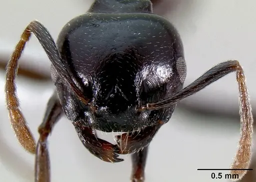 Crematogaster sabatra specimen CASENT0193162 image casent0193162_2