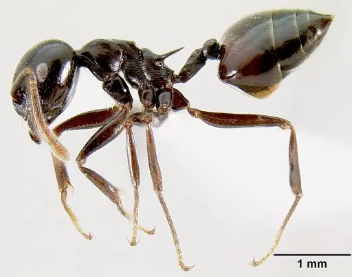Crematogaster sabatra specimen CASENT0193162 image casent0193162_3