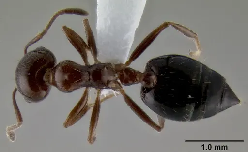 Crematogaster sagei specimen CASENT0193692 image casent0193692_1