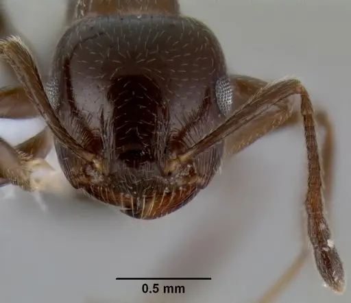 Crematogaster sagei specimen CASENT0193692 image casent0193692_2