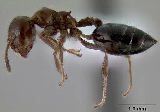Crematogaster sagei specimen CASENT0193692 image casent0193692_3