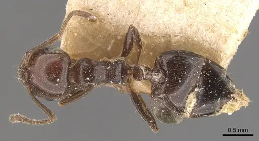 Crematogaster sagei specimen CASENT0908590 image casent0908590_1