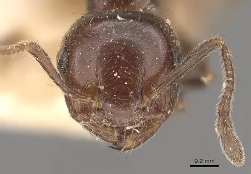 Crematogaster sagei specimen CASENT0908590 image casent0908590_2