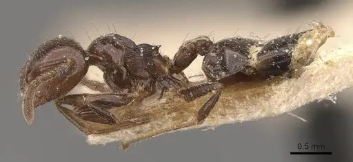 Crematogaster sagei specimen CASENT0908590 image casent0908590_3