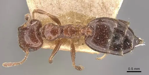Crematogaster sagei specimen CASENT0908591 image casent0908591_1