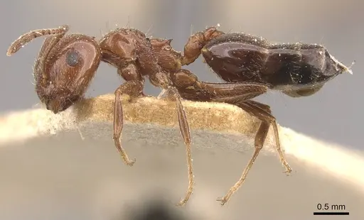 Crematogaster sagei specimen CASENT0908591 image casent0908591_3