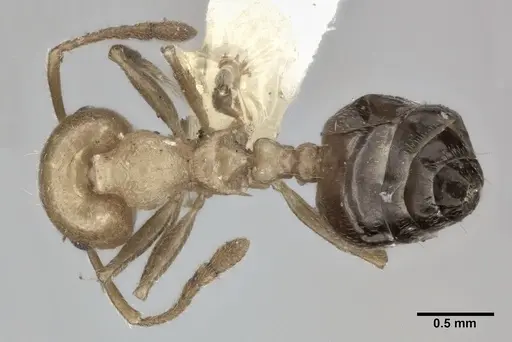 Crematogaster sanguinea specimen CASENT0246025 image casent0246025_1