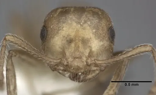 Crematogaster sanguinea specimen CASENT0246025 image casent0246025_2