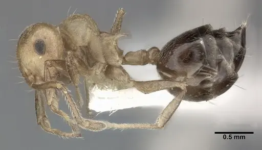 Crematogaster sanguinea specimen CASENT0246025 image casent0246025_3