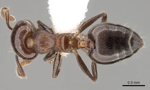 Crematogaster sanguinea specimen CASENT0914532 image casent0914532_1