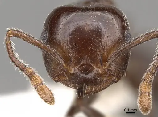Crematogaster sanguinea specimen CASENT0914532 image casent0914532_2