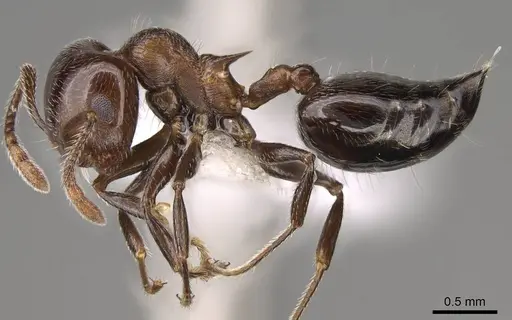 Crematogaster sanguinea specimen CASENT0914532 image casent0914532_3