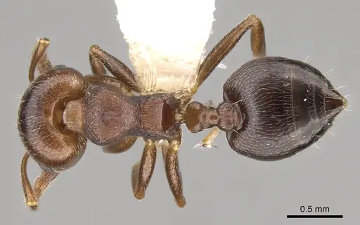 Crematogaster sanguinea specimen CASENT0914533 image casent0914533_1