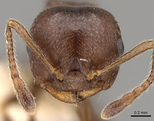 Crematogaster sanguinea specimen CASENT0914533 image casent0914533_2