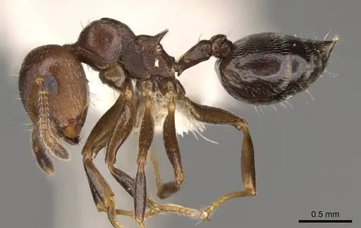 Crematogaster sanguinea specimen CASENT0914533 image casent0914533_3