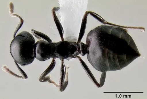 Crematogaster santschii specimen CASENT0193640 image casent0193640_1