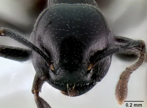 Crematogaster santschii specimen CASENT0193640 image casent0193640_2