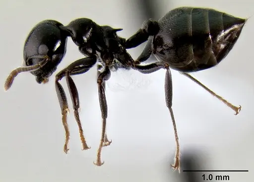 Crematogaster santschii specimen CASENT0193640 image casent0193640_3