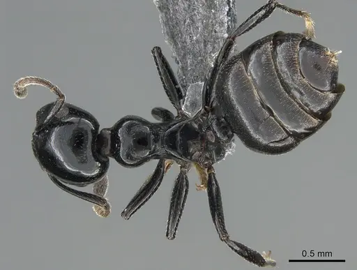 Crematogaster santschii specimen CASENT0887966 image casent0887966_1