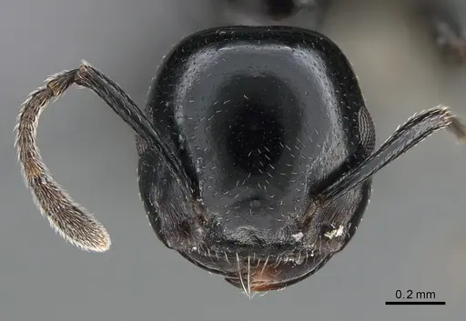 Crematogaster santschii specimen CASENT0887966 image casent0887966_2