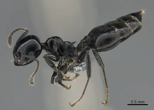 Crematogaster santschii specimen CASENT0887966 image casent0887966_3