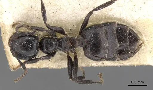 Crematogaster santschii specimen CASENT0902096 image casent0902096_1
