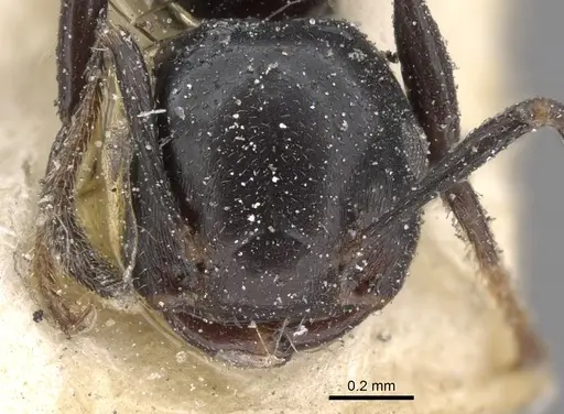 Crematogaster santschii specimen CASENT0902096 image casent0902096_2