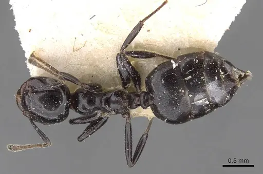 Crematogaster santschii specimen CASENT0908555 image casent0908555_1