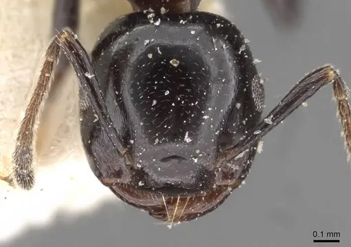 Crematogaster santschii specimen CASENT0908555 image casent0908555_2