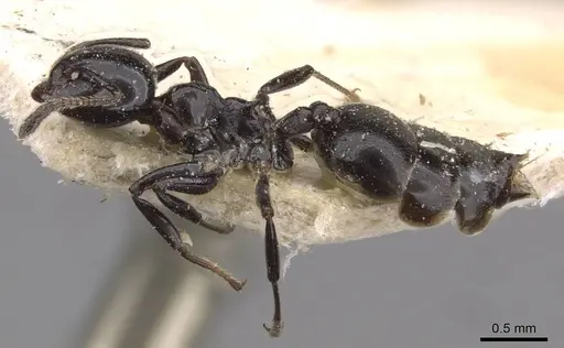Crematogaster santschii specimen CASENT0908555 image casent0908555_3
