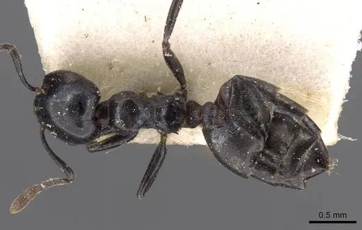 Crematogaster santschii specimen CASENT0908557 image casent0908557_1