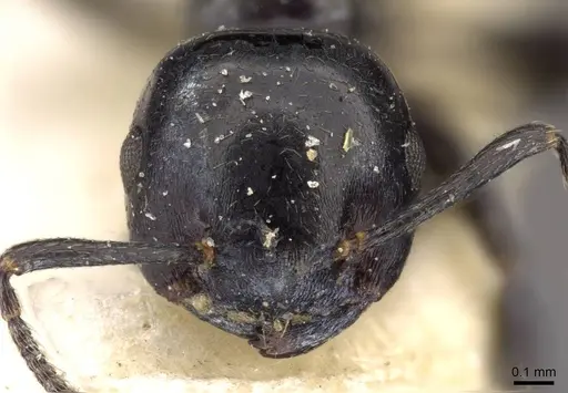 Crematogaster santschii specimen CASENT0908557 image casent0908557_2