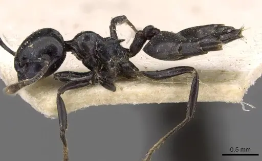 Crematogaster santschii specimen CASENT0908557 image casent0908557_3