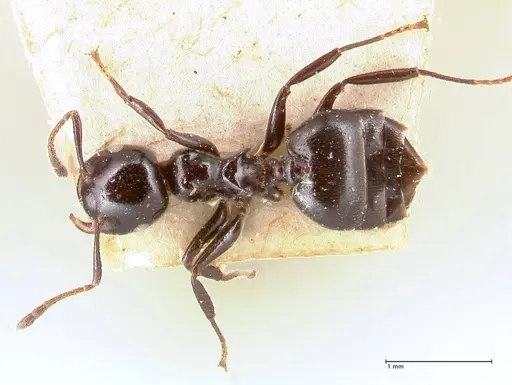 Crematogaster santschii specimen FOCOL0701 image focol0701_1
