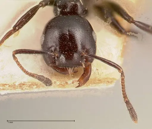 Crematogaster santschii specimen FOCOL0701 image focol0701_2