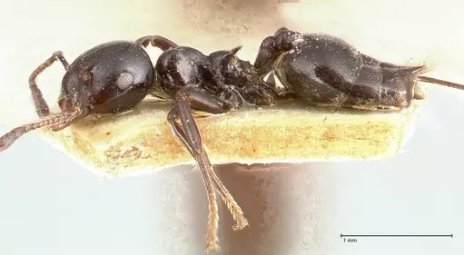 Crematogaster santschii specimen FOCOL0701 image focol0701_3