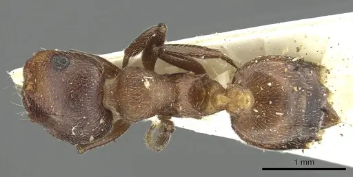Crematogaster saussurei specimen CASENT0902151 image casent0902151_1