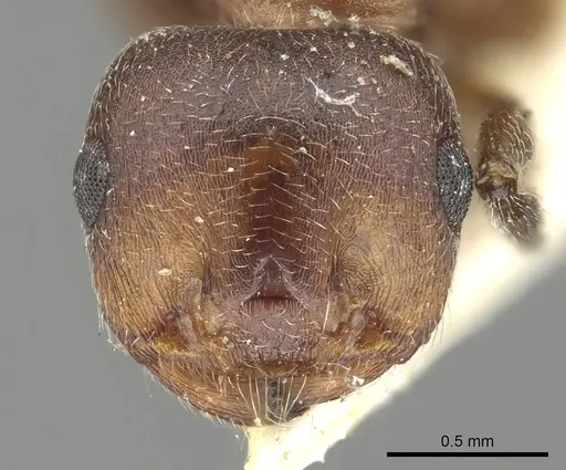 Crematogaster saussurei specimen CASENT0902151 image casent0902151_2