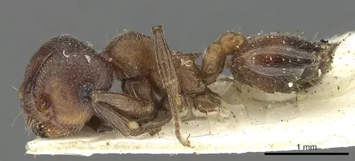 Crematogaster saussurei specimen CASENT0902151 image casent0902151_3